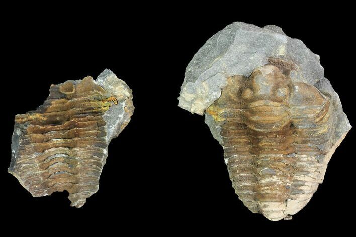 Fossil Calymene Trilobite Nodule - Morocco #100011